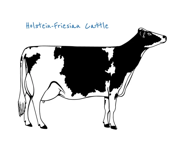 Иллюстрация молочного скота — стоковый вектор