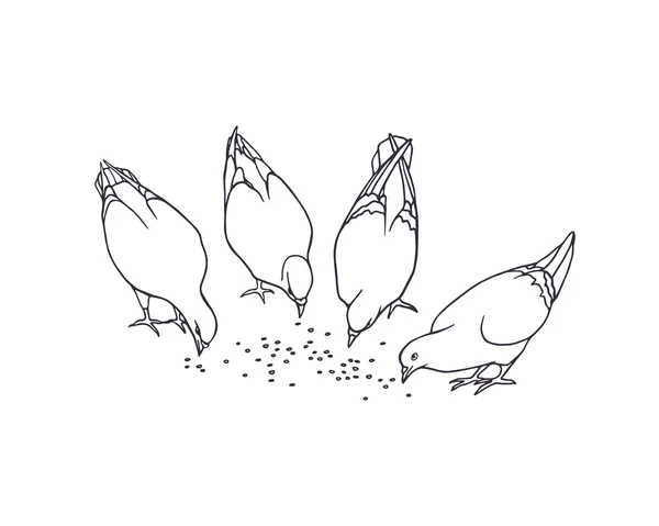 Hand drawn pigeons — Stock Vector