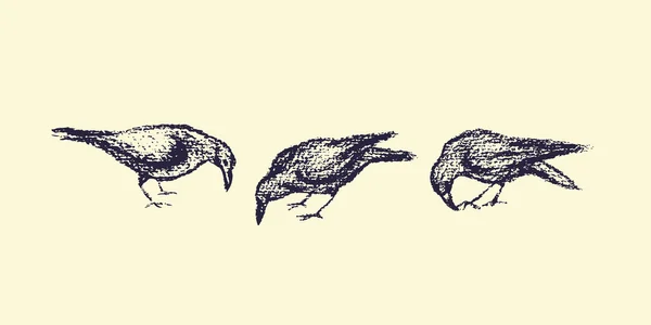 Aves urbanas dibujadas a mano — Archivo Imágenes Vectoriales