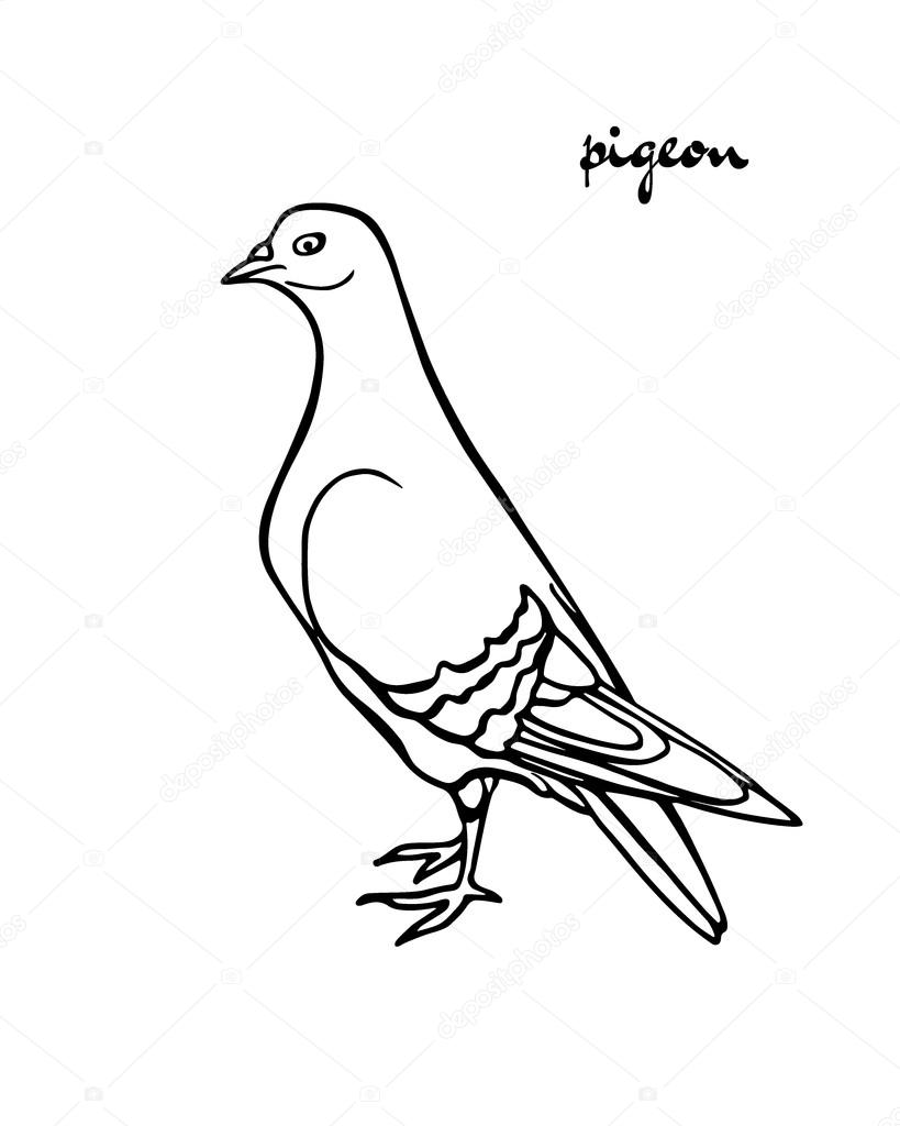 How to Draw a Pigeon | A Step-by-Step Tutorial for Kids