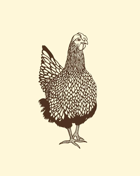 Pollo disegnato a mano — Vettoriale Stock