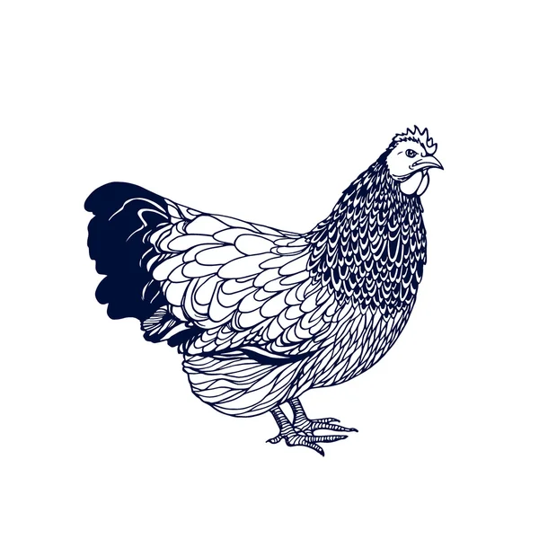 Kurczak wyciągnięty ręcznie — Wektor stockowy