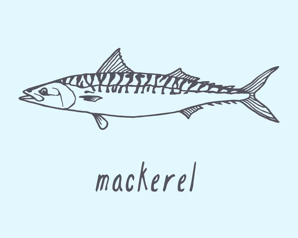 Illustration Makrelenfisch — Stockvektor