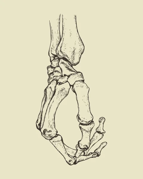 Digital illustration of a skeleton hand (jessondesign) : r/Illustration