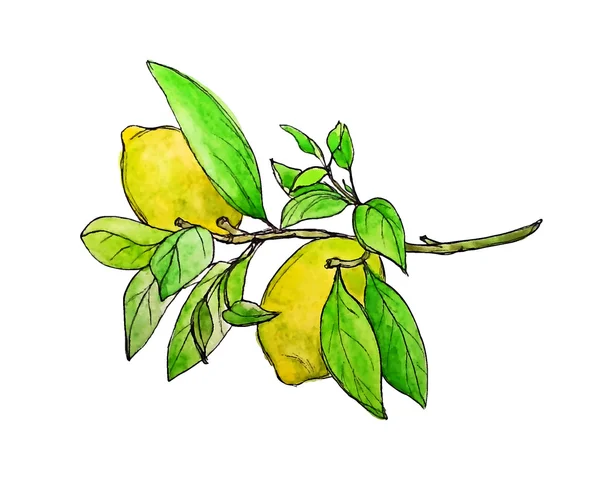 Sulu Boya limon şube — Stok Vektör