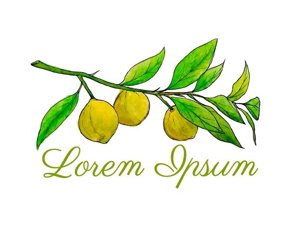 Rama de limón acuarela — Archivo Imágenes Vectoriales