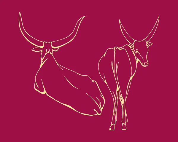 Illustration de vache africaine — Image vectorielle