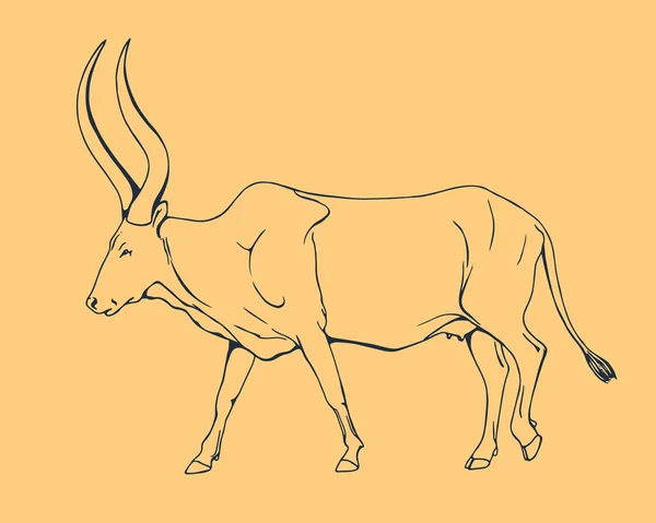 Ilustración de vaca africana — Vector de stock