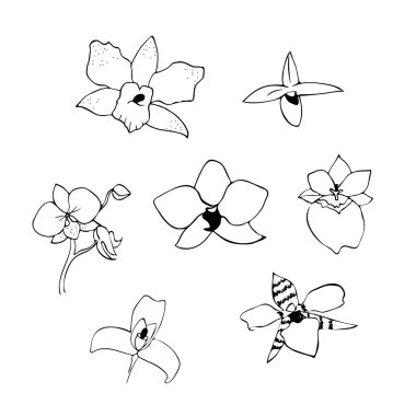 Siyah ve beyaz vektör çizim orkide satır kümesi