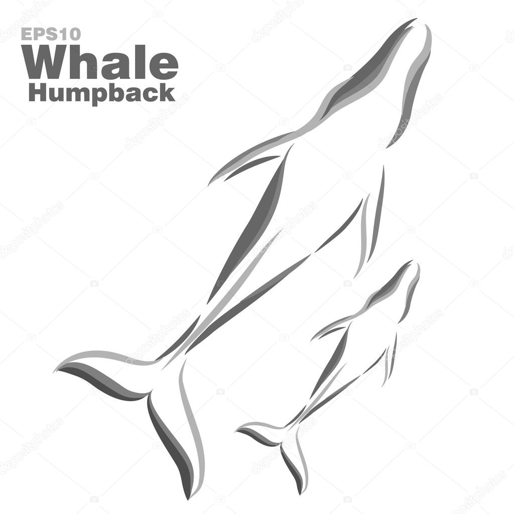Vector illustration of humpback whales. Clip art illustration