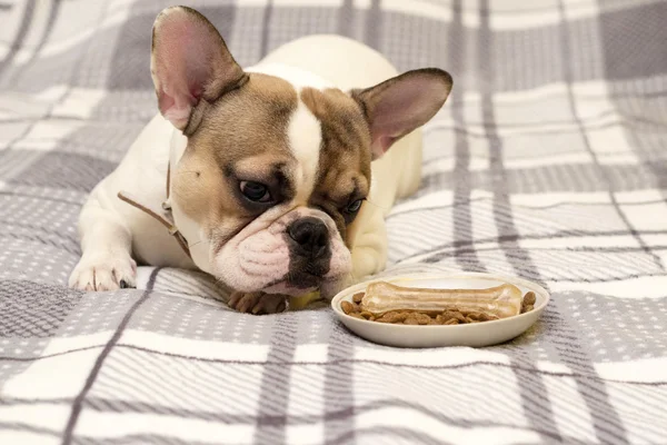 Perro hambriento perder sobre la comida — Foto de Stock