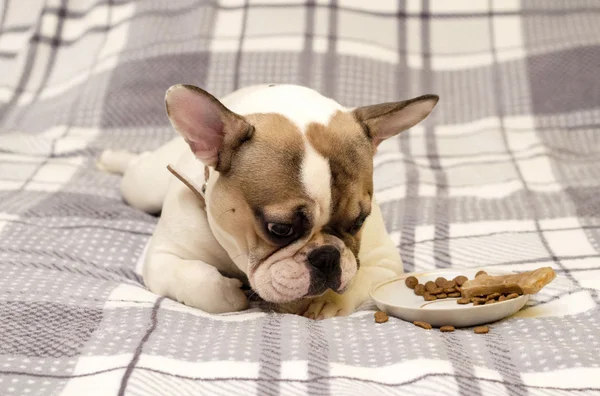 Perro está enfermo — Foto de Stock