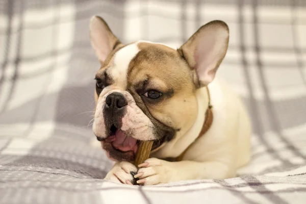 Perro masticando un hueso — Foto de Stock