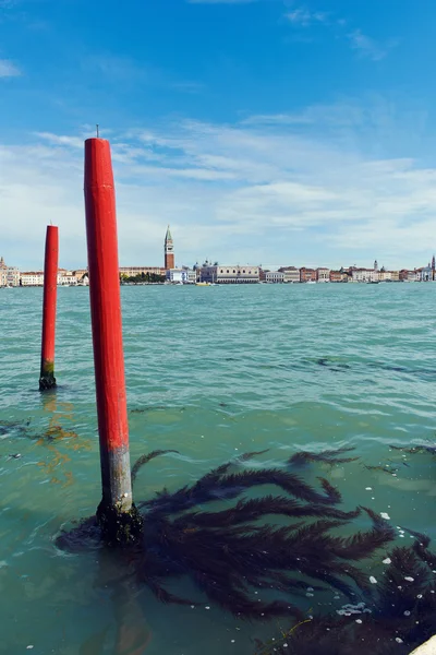 Alghe e alghe sul molo Venezia — Foto Stock