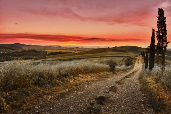 Selvi ağaçları Tuscany yolda