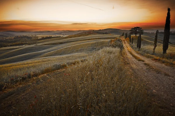 Cypress trees on the road to a farmhouse in the Tuscany — Stock Photo, Image