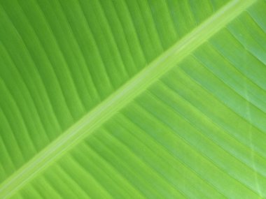 Muz Yaprak yakın çekim ve seçici odak