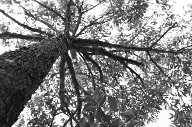 Alt görünümü tek renkli stil içinde durian ağaç kadar