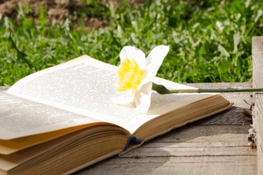 Açık bir kitap yaz resimlerle. Doğa arka plan üzerine açık kitap. Bilgi güçtür. Kitap çiçeklenir. Eğitim. ahşap masanın üstünde. Öğretmenin gün. Metin için boş yer