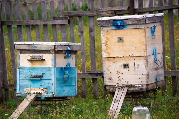 Una fila de colmenas en un campo. El apicultor en el campo de las flores. Urticaria en un colmenar con abejas volando a las tablas de aterrizaje en un jardín verde. colmenas con abejas . — Foto de Stock