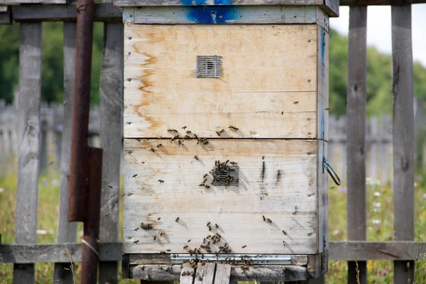 Una fila de colmenas en un campo. El apicultor en el campo de las flores. Urticaria en un colmenar con abejas volando a las tablas de aterrizaje en un jardín verde. colmenas con abejas . — Foto de Stock