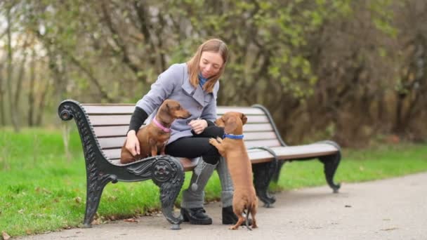 Zeitlupe. Kleiner Hund mit Herrchen verbringt einen Tag im Park beim Spielen und Spaß haben. Nahaufnahme Shot-Video. — Stockvideo