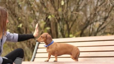 Kadınlar ve küçük köpekler arasında tokalaşma. Kız köpek arasında beşlik bir takım çalışması. Dachshund patisini sahibine insan eliyle yakınlaştırıyor. Yakın çekim videosu. Yavaş çekim