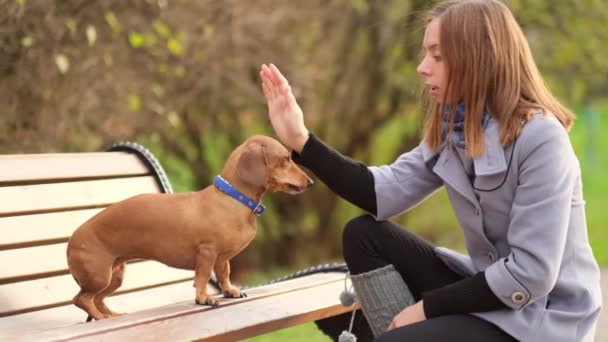 Χειραψία μεταξύ γυναίκας και μικρού σκύλου. Κόλλα πέντε ομαδική δουλειά μεταξύ σκυλιών. Ο Ντασούντ δίνει πόδι στον ιδιοκτήτη του από κοντά με ανθρώπινο χέρι. Κλείστε Shot βίντεο. Αργή κίνηση — Αρχείο Βίντεο