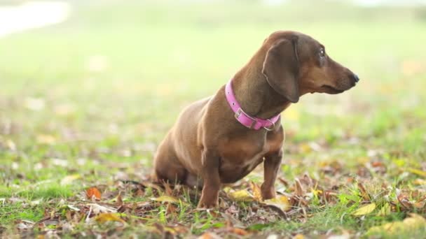 Üzgün gözlü köpek portresi olan güzel bir dachshund köpeği. Yakın çekim videosu. Yavaş çekim — Stok video