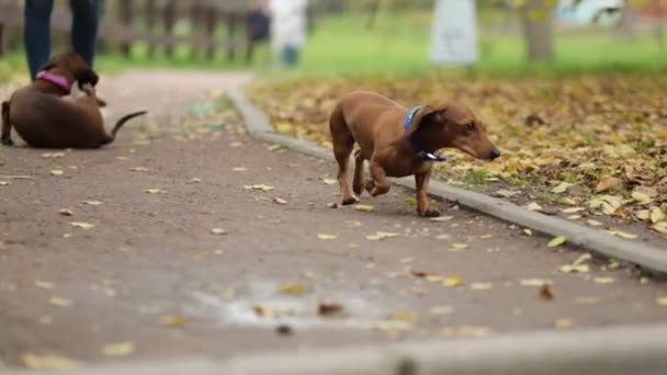 Üzgün gözlü köpek portresi olan güzel bir dachshund köpeği. Ağır çekim. Görüntüyü kapat — Stok video