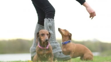 Bahçede köpek eğitiyorum. Küçük dachshund sahibi komutlarını yerine getirir. Köpek bakıcısı köpek numaralarını öğretir. yavaş çekim