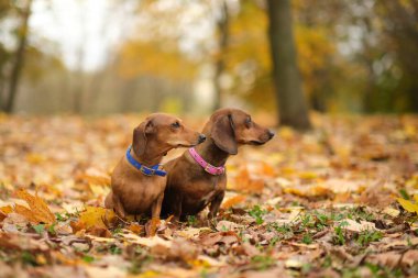 Güzel iki dachshund köpek yavrusu üzgün gözlü köpek portresi. Kapat. Sonbahar parkındaki evcil hayvan. Renkli sonbahar yaprakları