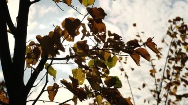 Eski ağaçların yaprakları ve gün batımının yumuşaklığı dallar arasında şeffaflaşıyor. Rüzgarda sallanan bir ağacın yeşil yaprakları. Güneş parlıyor. Soyut ağır çekim