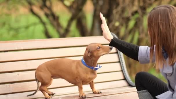 Χειραψία μεταξύ γυναίκας και μικρού σκύλου. Κόλλα πέντε ομαδική δουλειά μεταξύ σκυλιών. Ο Ντασούντ δίνει πόδι στον ιδιοκτήτη του από κοντά με ανθρώπινο χέρι. Κλείστε Shot βίντεο. Αργή κίνηση — Αρχείο Βίντεο