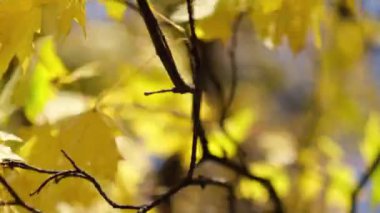 Eski ağaçların odaksız akçaağaç yaprakları ve dallar arasında şeffaf gün batımı ışığı. Rüzgarda sallanan bir ağacın yeşil yaprakları. Güneş parlıyor. Soyut ağır çekim
