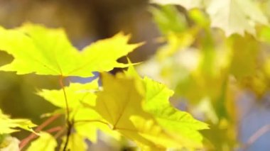 Eski ağaçların odaksız akçaağaç yaprakları ve dallar arasında şeffaf gün batımı ışığı. Rüzgarda sallanan bir ağacın yeşil yaprakları. Güneş parlıyor. Soyut ağır çekim