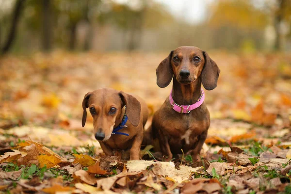 Красивые две таксы щенка с грустными глазами собачий портрет. Закрывай. домашнее животное в осеннем парке. Красочная осенняя листва — стоковое фото