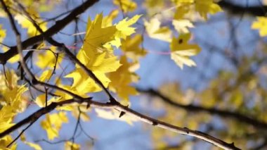 Eski ağaçların odaksız akçaağaç yaprakları ve dallar arasında şeffaf gün batımı ışığı. Rüzgarda sallanan bir ağacın yeşil yaprakları. Güneş parlıyor. 4k çekim yavaş çekim.