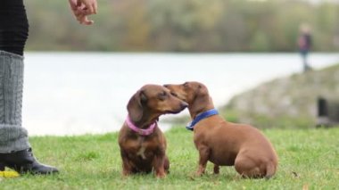 Bahçede köpek eğitiyorum. Küçük dachshund sahibi komutlarını yerine getirir. Köpek bakıcısı köpek numaralarını öğretir. yavaş çekim