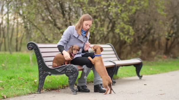 Zeitlupe. Kleiner Hund mit Herrchen verbringt einen Tag im Park beim Spielen und Spaß haben. Nahaufnahme Shot-Video. — Stockvideo