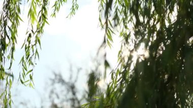 Eski ağaçların yaprakları ve gün batımının yumuşaklığı dallar arasında şeffaflaşıyor. Rüzgarda sallanan bir ağacın yeşil yaprakları. Güneş parlıyor. Soyut ağır çekim