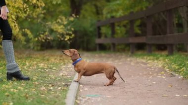 Bahçede köpek eğitiyorum. Küçük dachshund antrenman yapıyor ve etrafında dönüyor. Köpek bakıcısı köpek numaralarını öğretir. yavaş çekim