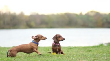 Bahçede köpek eğitiyorum. Küçük dachshund sahibi komutlarını yerine getirir. Köpek bakıcısı köpek numaralarını öğretir. yavaş çekim