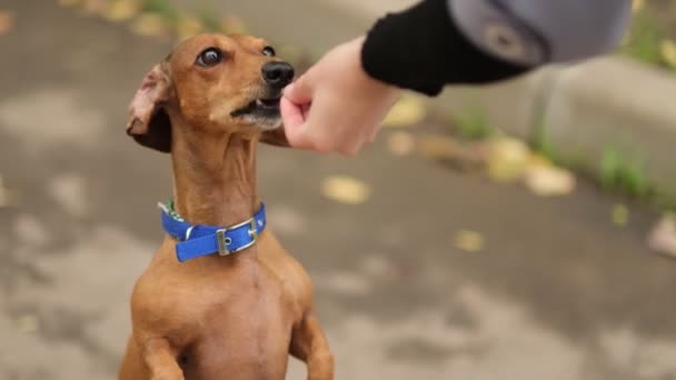 Tanınmayan kişi, kadın, sahibinin eli güzel, aç köpeği kolundan besliyor. Şirin bir evcil hayvanı eğitmek, açık havada köpek yavrusu. yavaş çekim — Stok video