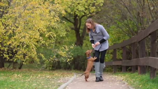 芝生の上で犬を訓練する。小さなダックスフントは所有者コマンドを実行します。犬のハンドラーが犬のトリックを教えてくれます。スローモーション — ストック動画