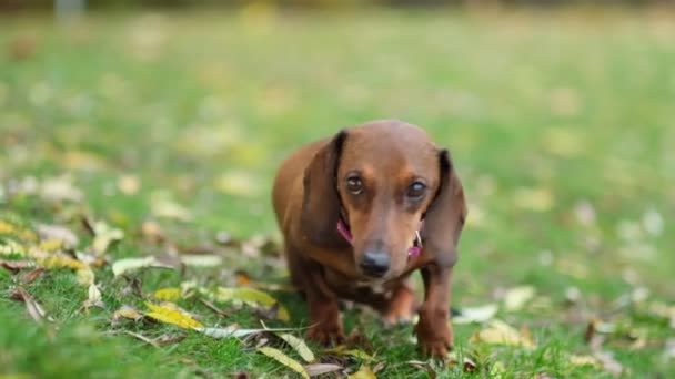 Üzgün gözlü köpek portresi olan güzel bir dachshund köpeği. yavaş çekim — Stok video