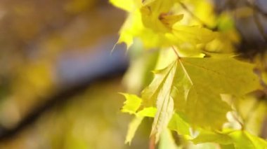 Eski ağaçların odaksız akçaağaç yaprakları ve dallar arasında şeffaf gün batımı ışığı. Rüzgarda sallanan bir ağacın yeşil yaprakları. Güneş parlıyor. 4k çekim yavaş çekim.