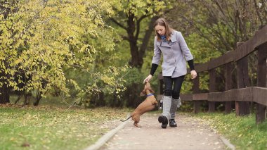 Sahibi olan küçük köpek bir gününü parkta oyun oynayarak ve eğlenerek geçiriyor.