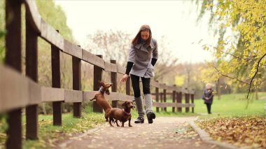 Sahibi olan küçük köpek bir gününü parkta oyun oynayarak ve eğlenerek geçiriyor.