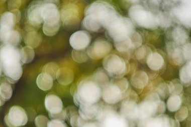 Ağaç yaprakları üzerinde parlayan ışık. Sonbahar yaprakları, yaprakların arasından ışık geçiyor.